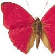 butterfly_dupl_name_0