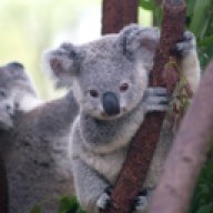 Coca Koala