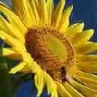 sunflower_dupl_name_0