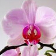 Orchidee_dupl_name_1