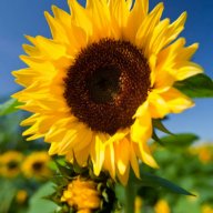 Sonnenblümchen