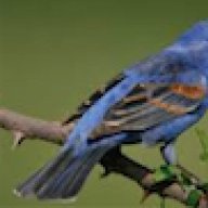 bluebird_dupl_name_1