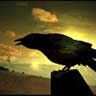 Black_Crow