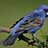 bluebird_dupl_name_1